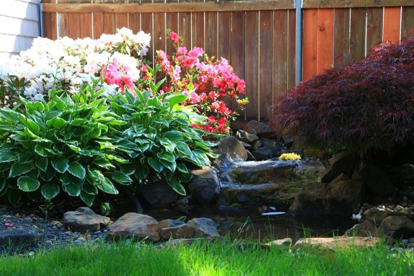Photo of beautiful plants surrounding a water feature
