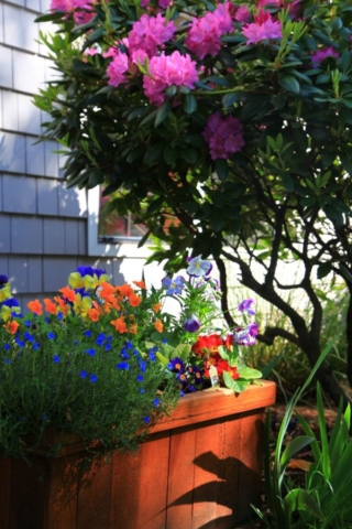 Photo of a plant box with blooming flowers